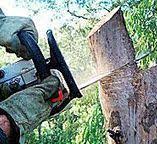 Reliable Airmont, NY Tree Care Solutions