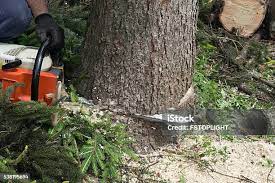 Best Root Management and Removal  in Airmont, NY