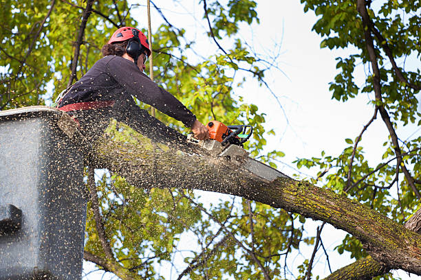 Pest Control for Lawns in Airmont, NY