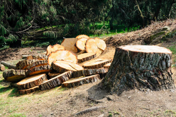 How Our Tree Care Process Works  in  Airmont, NY